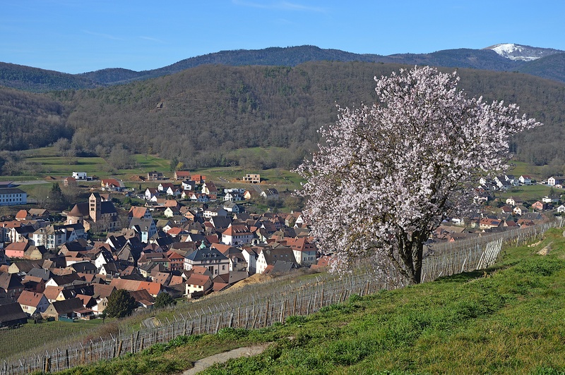 Vue de SOULTZMATT près de l'amandier.jpg