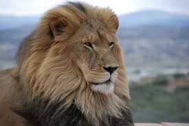 Lion1.jpg